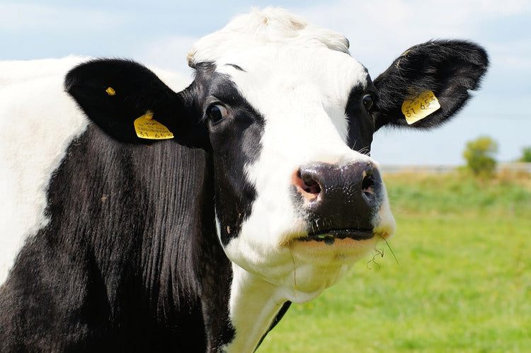 Cow looking at us with tags in its ear