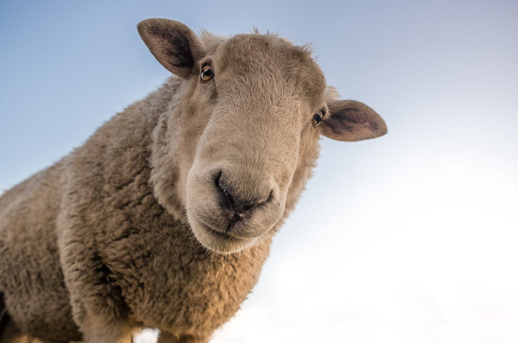 A sheep before a blue sky