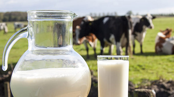 Jug of milk with a glass of milk before a field of cows