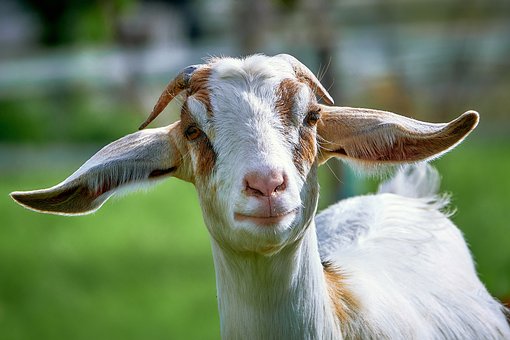 Goat looking at us standing in a field