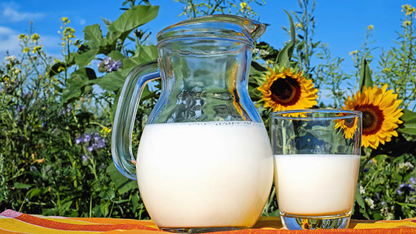 Milk in a jug and a glass outside next to sunflowers