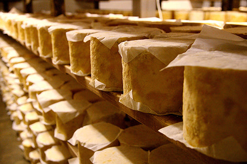 Long rows of yellow-tinged Colston Bassett Stilton sit on shelves, with sheets of paper underneath and on top of them.